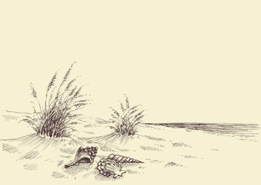 Boş plaj, deniz kabukları kum