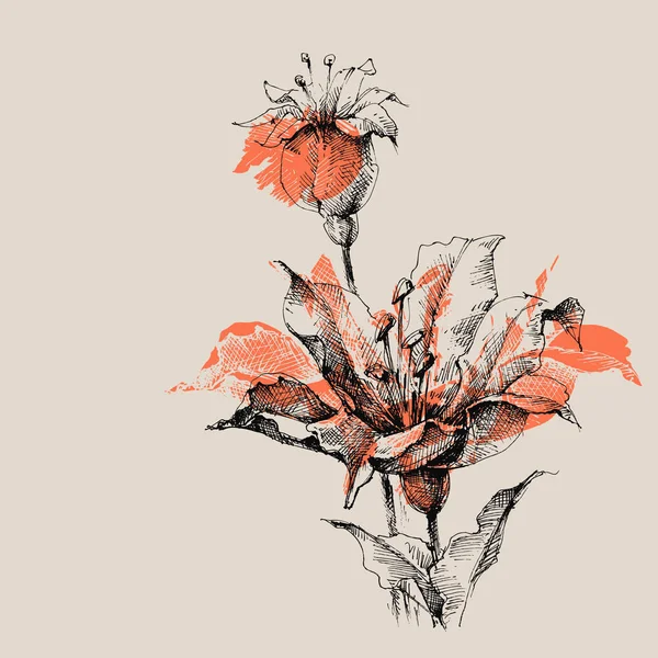 Květiny Lilie Vektorové Skici Krásné Umělecké Pohlednice — Stockový vektor