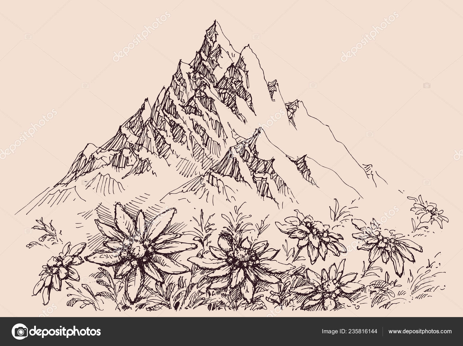 Featured image of post Edelweiss Drawing Every day new 3d models from all over the world