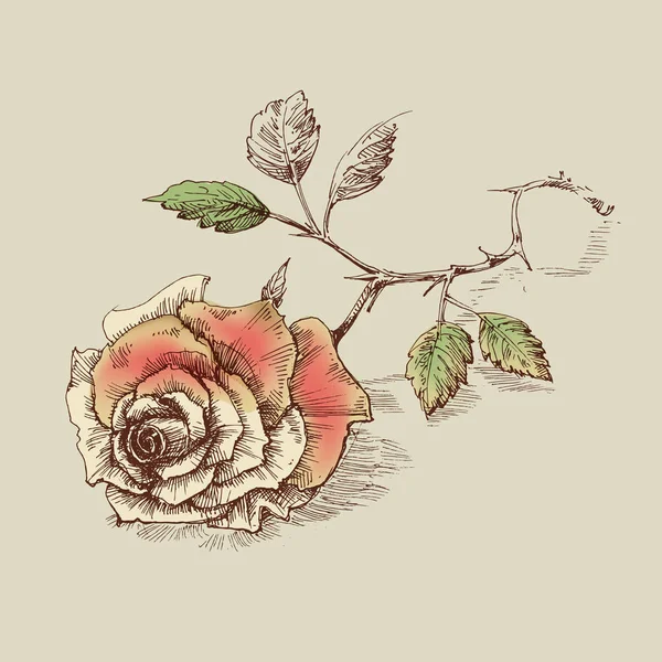 Ένα Τριαντάφυλλο Στο Τραπέζι Ροζ Λουλούδι Ευχετήρια Κάρτα — Διανυσματικό Αρχείο
