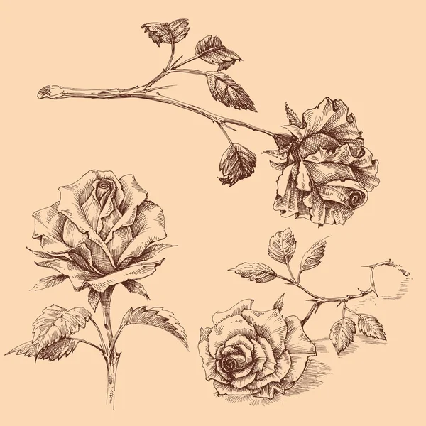 Conjunto Rosas Dibujadas Mano Aisladas — Archivo Imágenes Vectoriales