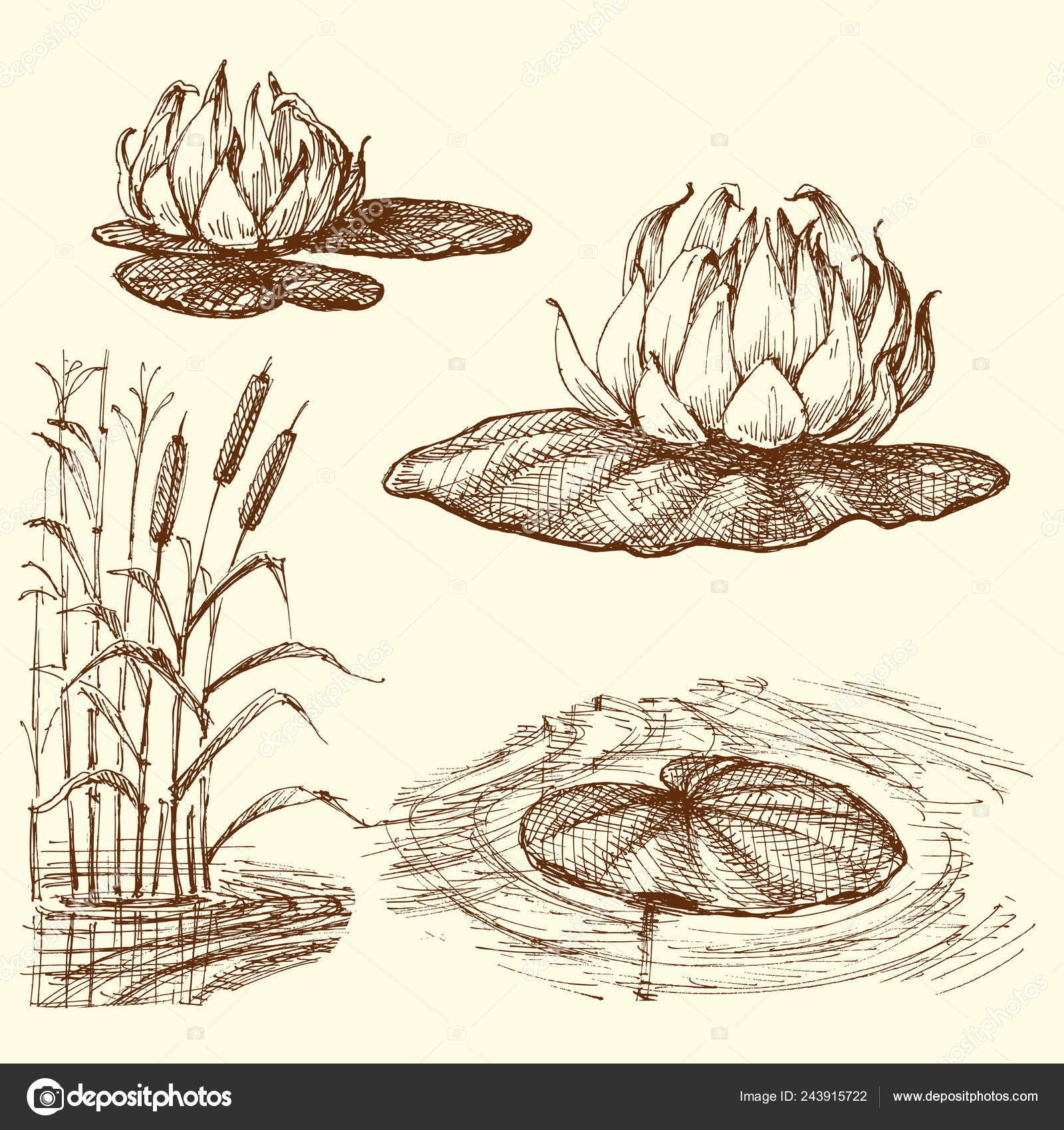 Aggregate more than 181 aquatic plants sketch best