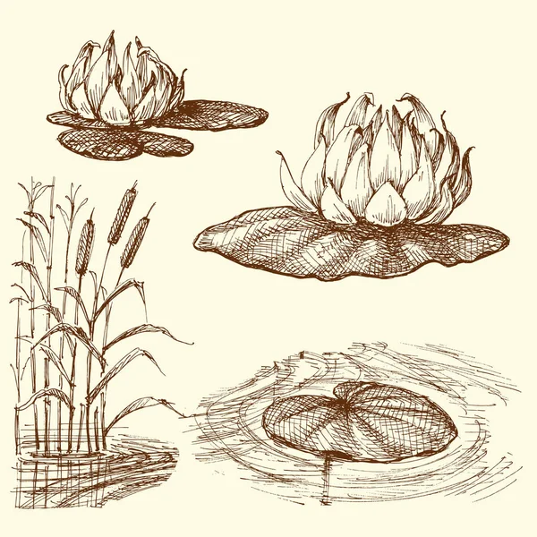 Water Lily Και Νερό Φυτά Σετ — Διανυσματικό Αρχείο