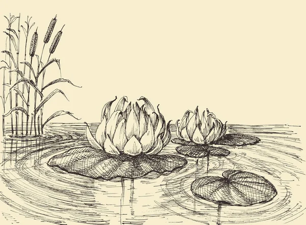 Water Lily Lake Vector Hand Drawing — Stock Vector