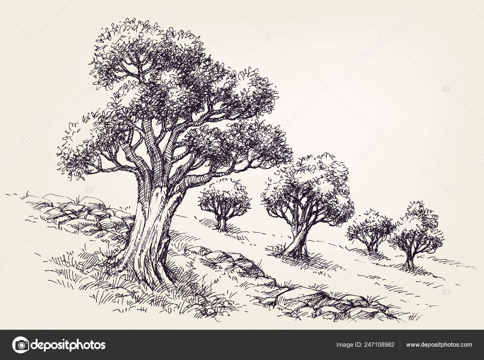 Drzewa Oliwne Strony Sad Rysunek Grafika Wektorowa