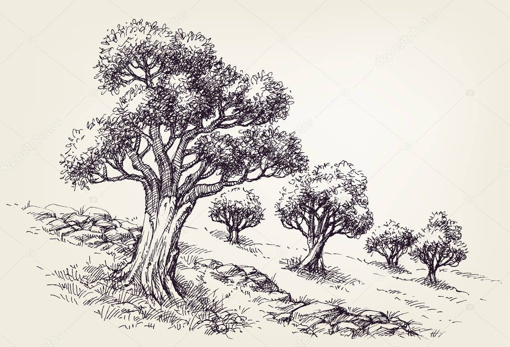 Olive trees orchard hand drawing