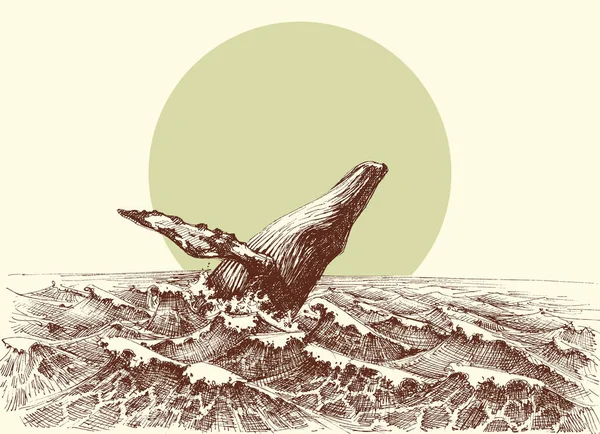 Kambur balina okyanus su dışarı atlama — Stok Vektör