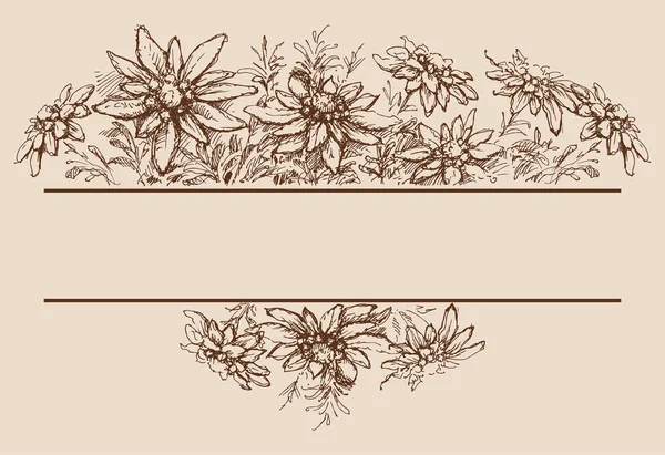 Edelweiss bordures et décorations dessinées à la main — Image vectorielle