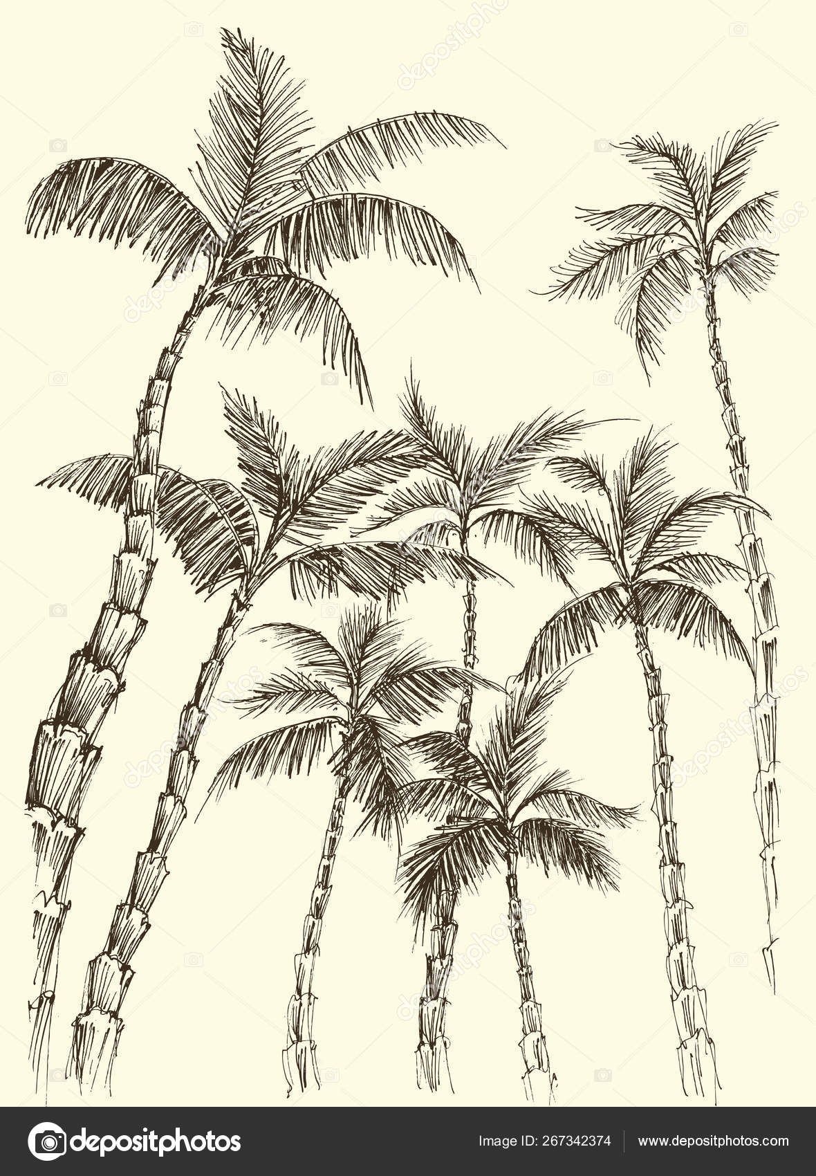 棕榈树背景，手绘椰子矢量图库矢量图©Danussa 267342374, image size:1180x1700