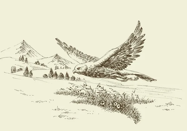 Hawk Flying i naturlandskap hand ritning — Stock vektor