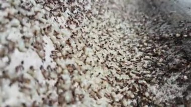 Yaşlı bir ağaçta yumurtaları olan karınca kolonisi. Makro kamerayı kapat.