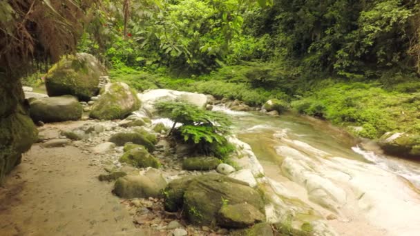 Vegetação exuberante Um rio imaculado no Equador — Vídeo de Stock