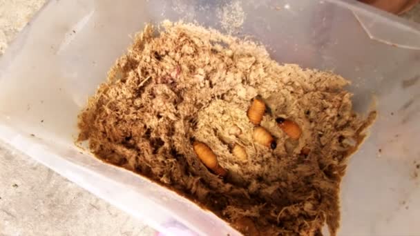 Крупный план мескальских червей — стоковое видео