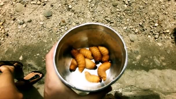 Chontacuro Worms pronto para ser cozido — Vídeo de Stock