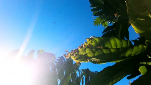 Wilde Honigbienen in Zeitlupe gegen das Licht der Mittagssonne — Stockvideo