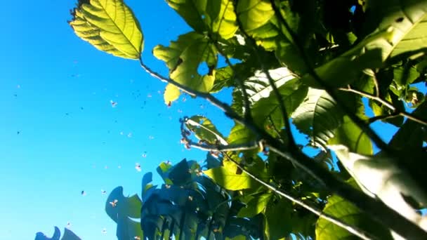Медленное движение колонии медоносных пчел против голубого неба — стоковое видео
