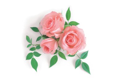 Arka plan üzerinde güzel gül çiçek