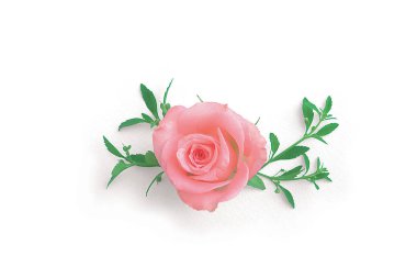 Arka plan üzerinde güzel gül çiçek