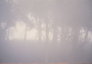 bir ormandaki sisli sis doğal görünümü