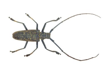 Beyaz arka plan üzerinde izole yeşil böcek portre