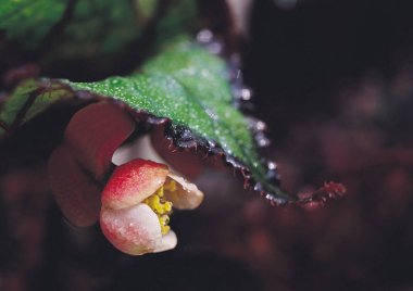 Doğa Vahşi bitkiler taslağını