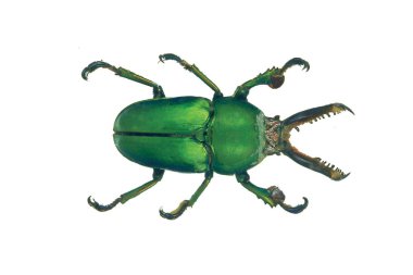 green bug closeup isolated on white background clipart
