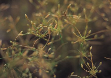 Doğa Vahşi bitkiler taslağını