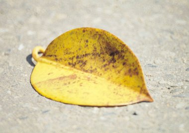 yaprak arka plan detaylarını