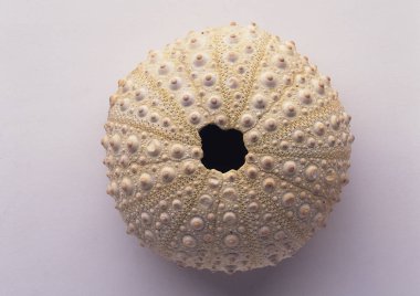 mavi arka plan üzerinde deniz kabuğu görünümünü portre