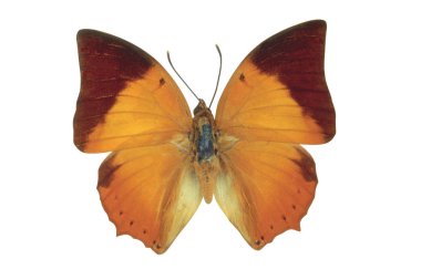 Beyaz arka plan üzerinde izole turuncu renkli kelebek