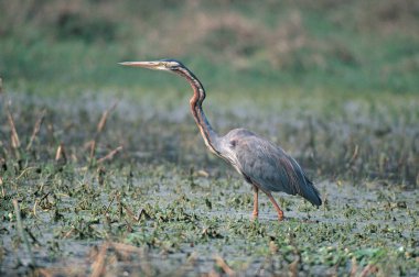doğal yaşam alanı içinde yabani kuş