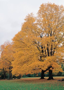 Güzellik sonbahar kırmızı sarı ağaçlar