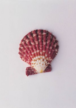 mavi arka plan üzerinde deniz kabuğu görünümünü portre