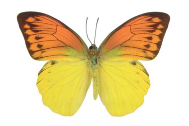Beyaz arka plan üzerinde izole sarı ve turuncu renkli kelebek