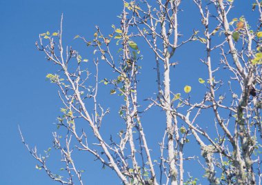 ağaç dalları mavi gökyüzü karşı doğal görünümünü