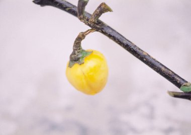 Doğa Vahşi bitkiler taslağını