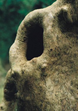 ormandaki ağaç gövdesi closeup görünümü