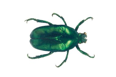 Beyaz arka plan üzerinde izole yeşil böcek portre
