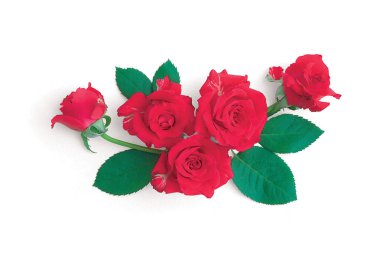 Arka plan üzerinde güzel gül çiçek