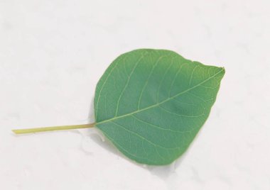 yaprak arka plan detaylarını