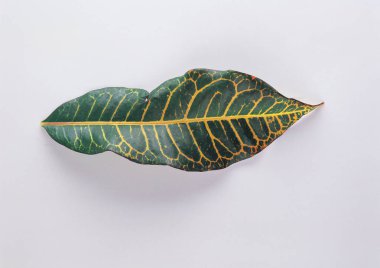 yaprak arka plan detaylarını