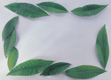 çerçeve çiçek ve yaprakları