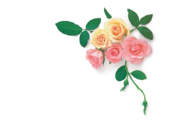 Arka plan üzerinde güzel gül çiçek