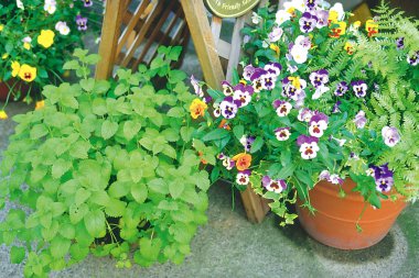 Sokakta yemyeşil çiçek yatak görünümü Kapat