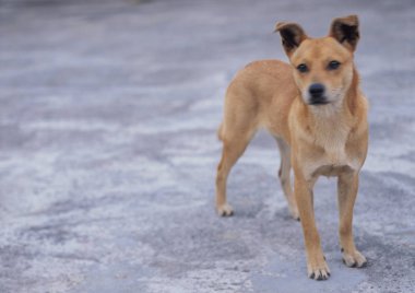 Beton zeminde duran sevimli köpeğin yakın çekimi.