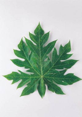 yaprak arka plan detaylarını