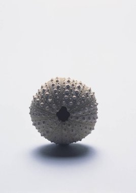 mavi arka plan üzerinde deniz kabuğu görünümünü portre