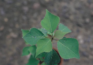 yaprakları arka plan detaylarını