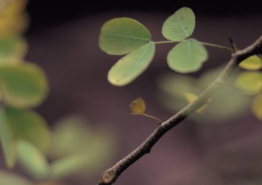 yaprakları arka plan detaylarını