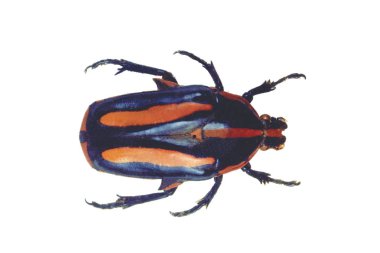 Beyaz arka plan üzerinde izole kahverengi hata portre